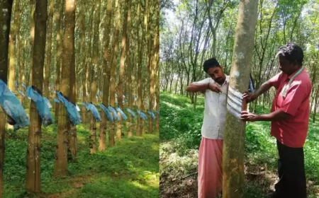 റബ്ബർ കൃഷിക്കായി പുതിയ ധനസഹായ പദ്ധതി വരുന്നു; ഈ 6 ജില്ലകളിലെ കർഷകർക്ക് നേട്ടമാകും; ഉദ്ഘാടനം ഉടനുണ്ടായേക്കും.