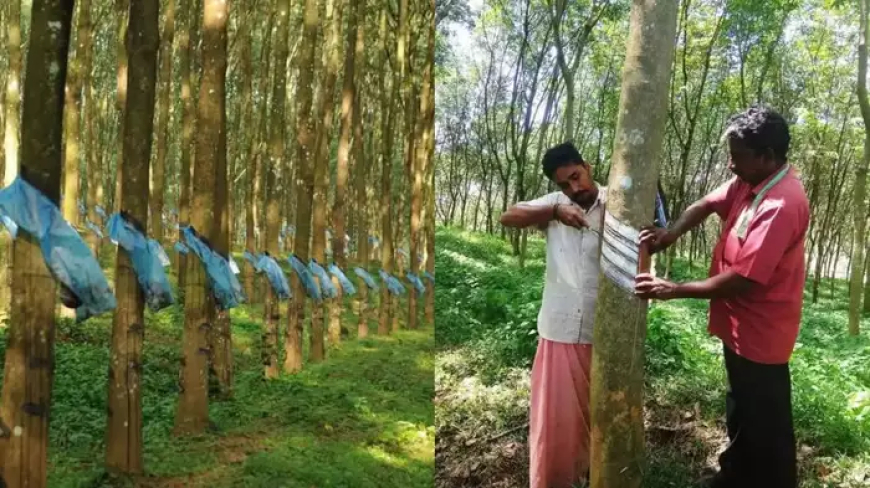 റബ്ബർ കൃഷിക്കായി പുതിയ ധനസഹായ പദ്ധതി വരുന്നു; ഈ 6 ജില്ലകളിലെ കർഷകർക്ക് നേട്ടമാകും; ഉദ്ഘാടനം ഉടനുണ്ടായേക്കും.