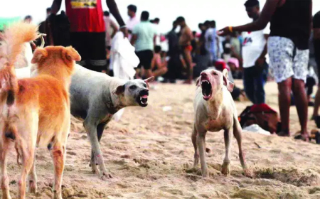വീണ്ടും പേവിഷബാധ മരണം; തിരുവനന്തപുരത്ത് ചികിത്സയിലായിരുന്ന ഏഴ് വയസ്സുകാരി മരിച്ചു, ഒരു മാസത്തിനിടെ മൂന്ന് കുട്ടികൾ