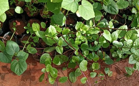 കാർഷിക കോളേജ്, വെള്ളായണി പച്ചക്കറി തൈകൾ വിൽപ്പനയ്ക്ക്