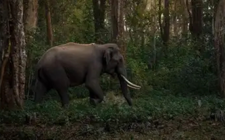 വീടിന് തൊട്ടടുത്ത് കാപ്പിത്തോട്ടത്തിൽവെച്ച് കാട്ടാന ആക്രമണം; മലയാളിക്ക് ദാരുണാന്ത്യം