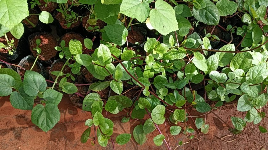 കാർഷിക കോളേജ്, വെള്ളായണി പച്ചക്കറി തൈകൾ വിൽപ്പനയ്ക്ക്