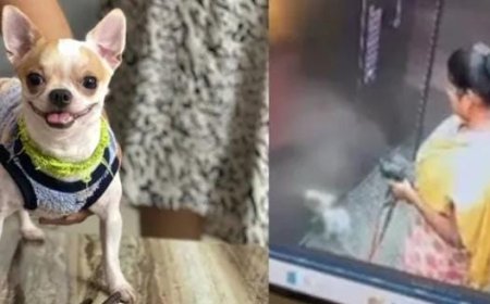 വളർത്തുനായയെ വീട്ടുജോലിക്കാരി നിലത്തടിച്ച് കൊന്നു. നായ ചത്തതിൽ സംശയം തോന്നിയ ഉടമ, താമസിക്കുന്ന അപ്പാർട്ട്മെന്റിലെ സിസിടിവി ദൃശ്യങ്ങൾ പരിശോധിച്ചപ്പോഴാണ് ഞെട്ടിക്കുന്ന ക്രൂരത പുറത്തുവന്നത്