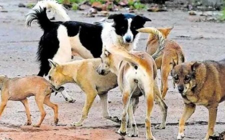 വടക്കഞ്ചേരിയിൽ കിടപ്പുരോഗിയായ വീട്ടമ്മയെ കടിച്ച തെരുവ് നായയ്ക്ക് പേ വിഷബാധ