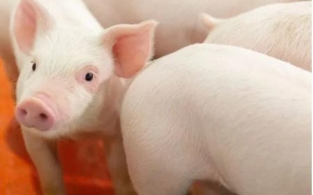 ആഫ്രിക്കൻ പന്നിപ്പനി.  കോഴിക്കോട് 20ലധികം പന്നികൾ ചത്തു. സ്വകാര്യ ഉടമസ്ഥതയിലുള്ള ഫാമിലാണ് പന്നികൾ കൂട്ടത്തോടെ ചത്തത്