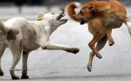 കോട്ടയം വടവാതൂരിൽ ആറ് വയസുകാരിക്ക് തെരുവ് നായയുടെ കടിയേറ്റു. കളിച്ചു കൊണ്ടിരുന്ന കുട്ടിയെ ഓടിയെത്തിയ നായ ആക്രമിക്കുകയായിരുന്നു. കുട്ടിയെ ആശുപത്രിയിലേക്ക് മാറ്റി.