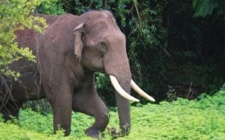 ആറളം ഫാമിൽ കാട്ടാനയു ടെ പരാക്രമം, തെങ്ങുകൾ പിഴുതെറിഞ്ഞു.  മണിക്കൂറുകളോളം ഗതാ ഗതം തടസപ്പെട്ടു