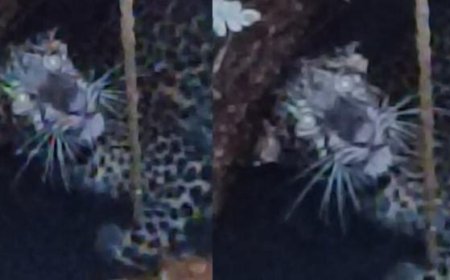 കാസർഗോഡ് പുലി കുളത്തിൽ വീണു; രക്ഷാദൗത്യം ആരംഭിച്ച് വനംവകുപ്പ്