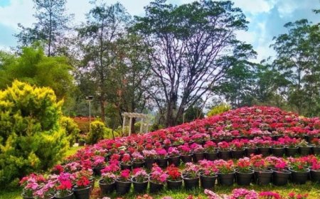 ഗാർഡൻസിറ്റിയെ മനോഹരമാക്കി കബ്ബൻപാർക്കിൽ പുഷ്പമേള ബെംഗളൂരു വർണമനോഹാരിത തീർത്ത് പൂക്കളുടെ വസന്തകാലമായ് കബൺപാർക്കിൽ പുഷ്പമേളയ്ക്ക് തുടക്കമായി.