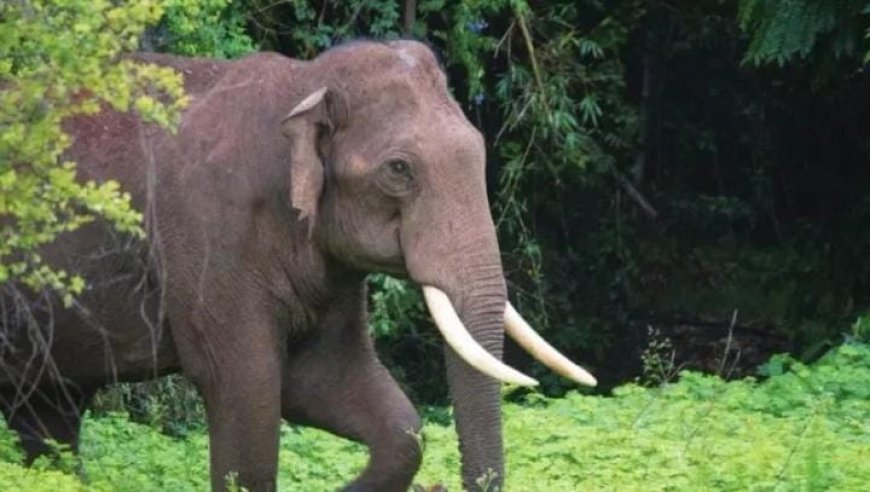 കുതിരാനിലെ ജനവാസ മേഖലയിൽ വീണ്ടും കാട്ടാന. പ്രശ്നക്കാരനായ ഒറ്റയാനാണ് ഇന്നലെ രാത്രി ജനവാസ മേഖലയിൽ ഇറങ്ങിയത്