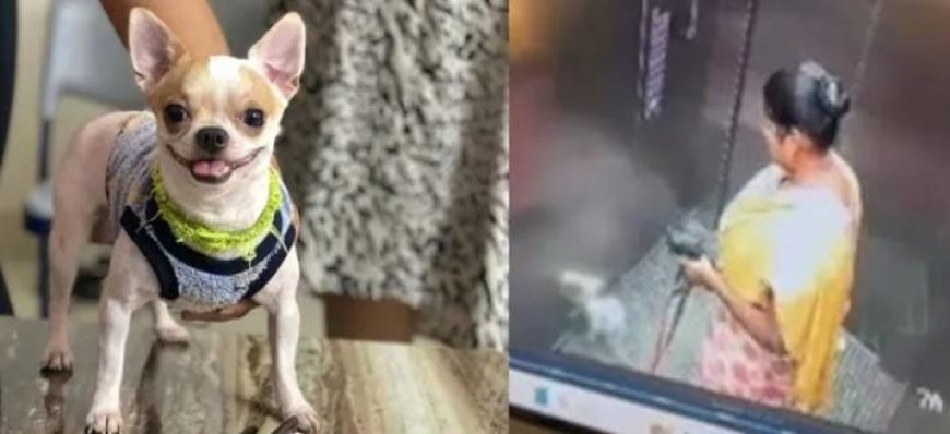 വളർത്തുനായയെ വീട്ടുജോലിക്കാരി നിലത്തടിച്ച് കൊന്നു. നായ ചത്തതിൽ സംശയം തോന്നിയ ഉടമ, താമസിക്കുന്ന അപ്പാർട്ട്മെന്റിലെ സിസിടിവി ദൃശ്യങ്ങൾ പരിശോധിച്ചപ്പോഴാണ് ഞെട്ടിക്കുന്ന ക്രൂരത പുറത്തുവന്നത്