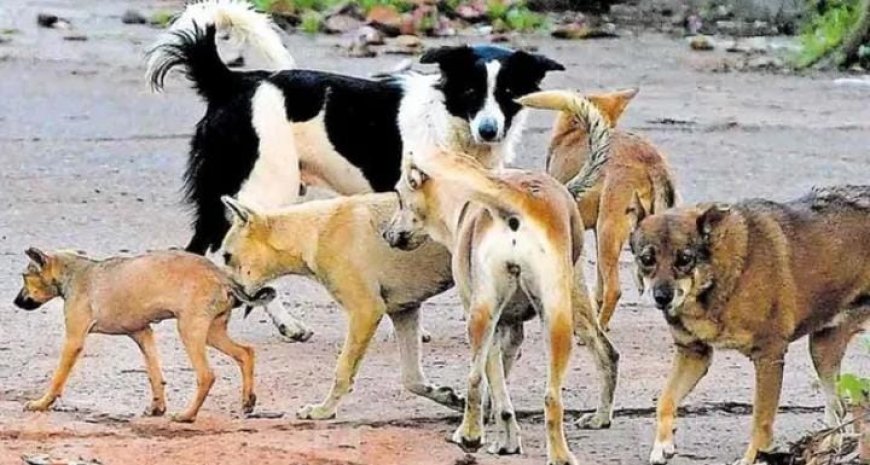 വടക്കഞ്ചേരിയിൽ കിടപ്പുരോഗിയായ വീട്ടമ്മയെ കടിച്ച തെരുവ് നായയ്ക്ക് പേ വിഷബാധ