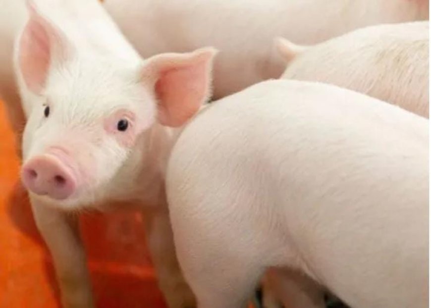 ആഫ്രിക്കൻ പന്നിപ്പനി.  കോഴിക്കോട് 20ലധികം പന്നികൾ ചത്തു. സ്വകാര്യ ഉടമസ്ഥതയിലുള്ള ഫാമിലാണ് പന്നികൾ കൂട്ടത്തോടെ ചത്തത്