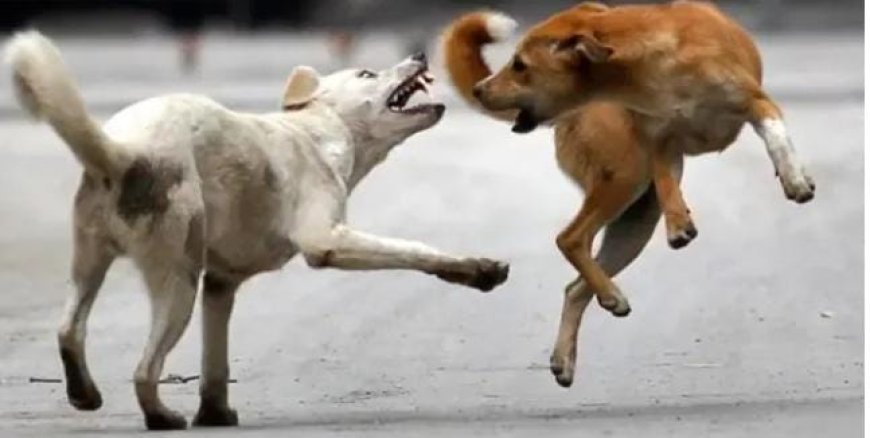 കോട്ടയം വടവാതൂരിൽ ആറ് വയസുകാരിക്ക് തെരുവ് നായയുടെ കടിയേറ്റു. കളിച്ചു കൊണ്ടിരുന്ന കുട്ടിയെ ഓടിയെത്തിയ നായ ആക്രമിക്കുകയായിരുന്നു. കുട്ടിയെ ആശുപത്രിയിലേക്ക് മാറ്റി.