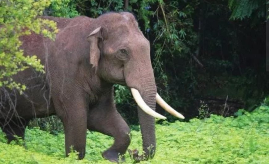 ആറളം ഫാമിൽ കാട്ടാനയു ടെ പരാക്രമം, തെങ്ങുകൾ പിഴുതെറിഞ്ഞു.  മണിക്കൂറുകളോളം ഗതാ ഗതം തടസപ്പെട്ടു