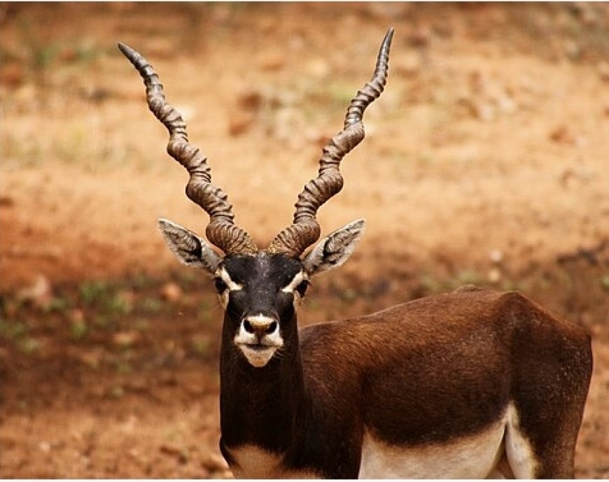 കർണാടക ബെലഗാവി മൃഗശാലയിൽ കഴിഞ്ഞ മൂന്ന് ദിവസത്തിനുള്ളിൽ 28 കൃഷ്‌ണമൃഗങ്ങൾ ചത്തു.