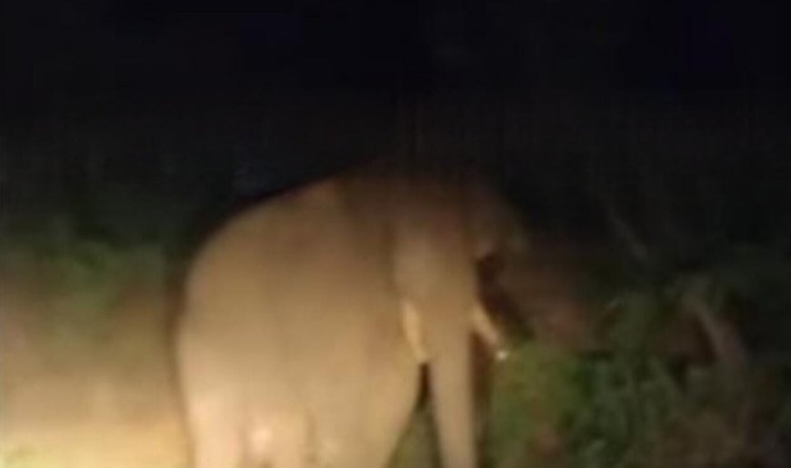 മറയൂർ- ചിന്നാർ റോഡിൽ വാഹനങ്ങൾ തടഞ്ഞ് ഒന്നരക്കൊമ്പൻ