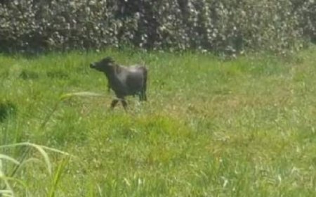 തിരുവല്ലയില്‍ വിരണ്ടോടിയ പോത്തിൻ്റെ ആക്രമണത്തിൽ ഫയർഫോഴ്സ് ഉദ്യോഗസ്ഥർക്ക് പരുക്ക്