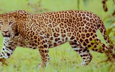 കുറ്റിപ്ലാങ്ങാട് വായനശാലയ്ക്ക് സമീപം പുലിയെ കണ്ടതായി നാട്ടുകാർ; സ്കൂളിന് അടുത്തായതിനാൽ ആശങ്കയിൽ നാട്ടുകാർ