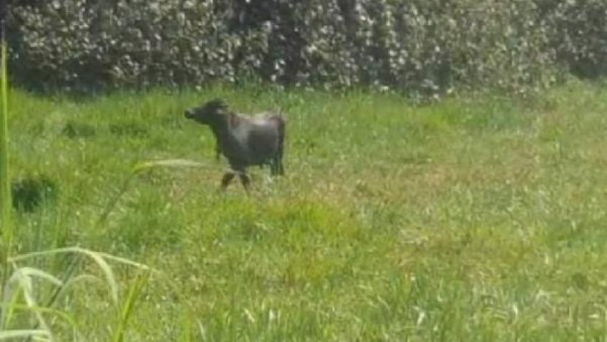 തിരുവല്ലയില്‍ വിരണ്ടോടിയ പോത്തിൻ്റെ ആക്രമണത്തിൽ ഫയർഫോഴ്സ് ഉദ്യോഗസ്ഥർക്ക് പരുക്ക്