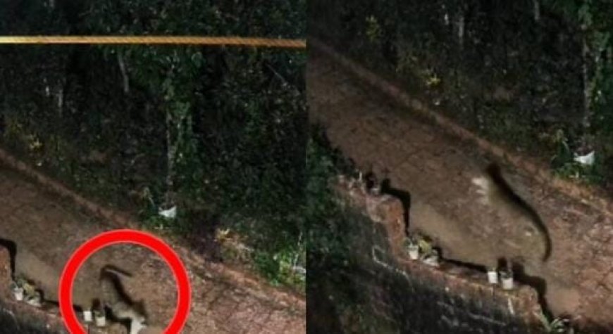 കാസർകോട് ഇരിയണ്ണിയിൽ പുലിയെന്ന് സംശയം: വളർത്തു നായയെ കടിച്ചു കൊണ്ടു പോകുന്ന സിസിടിവി ദൃശ്യങ്ങള്‍ പുറത്ത്