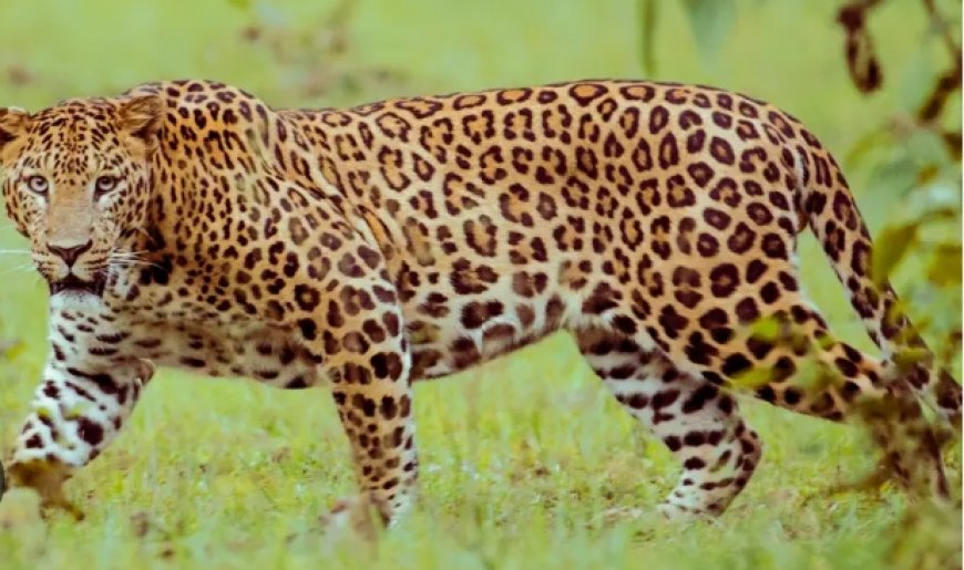 കുറ്റിപ്ലാങ്ങാട് വായനശാലയ്ക്ക് സമീപം പുലിയെ കണ്ടതായി നാട്ടുകാർ; സ്കൂളിന് അടുത്തായതിനാൽ ആശങ്കയിൽ നാട്ടുകാർ