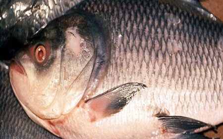 നഗരത്തിലെ മാർക്കറ്റിൽനിന്നും മീൻ വാങ്ങി കഴിച്ച മൂന്ന് പേർക്ക് ആരോഗ്യപ്രശ്നം.