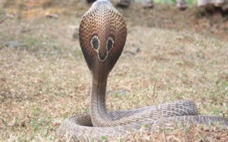 മൂർഖൻ പുറത്തിറങ്ങുന്നത് പകലും വെള്ളിക്കെട്ടൻ രാത്രിയിലും; മറ്റ് പ്രധാന വ്യത്യാസങ്ങൾ ഇവ