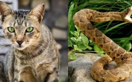 തിരിയാന്‍ അണലിയെ സമ്മതിക്കാതെ തള്ളപ്പൂച്ച, കൂടെ രണ്ട് പൂച്ച കുഞ്ഞുങ്ങളും, പിടികൂടിയത് എട്ട് അണലികളെ