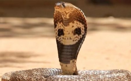 പുലര്‍ച്ചെ മൂത്രമൊഴിക്കാന്‍ എഴുന്നേറ്റപ്പോള്‍ കട്ടിലിനടിയില്‍ മൂര്‍ഖന്‍; 12കാരന്‍ രക്ഷപ്പെട്ടത് അത്ഭുതകരമായി