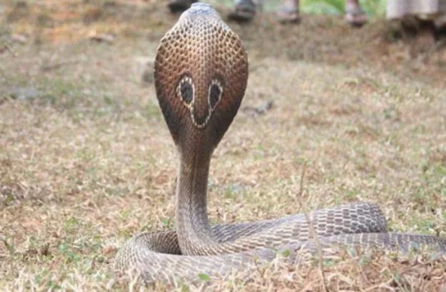 മൂർഖൻ പുറത്തിറങ്ങുന്നത് പകലും വെള്ളിക്കെട്ടൻ രാത്രിയിലും; മറ്റ് പ്രധാന വ്യത്യാസങ്ങൾ ഇവ