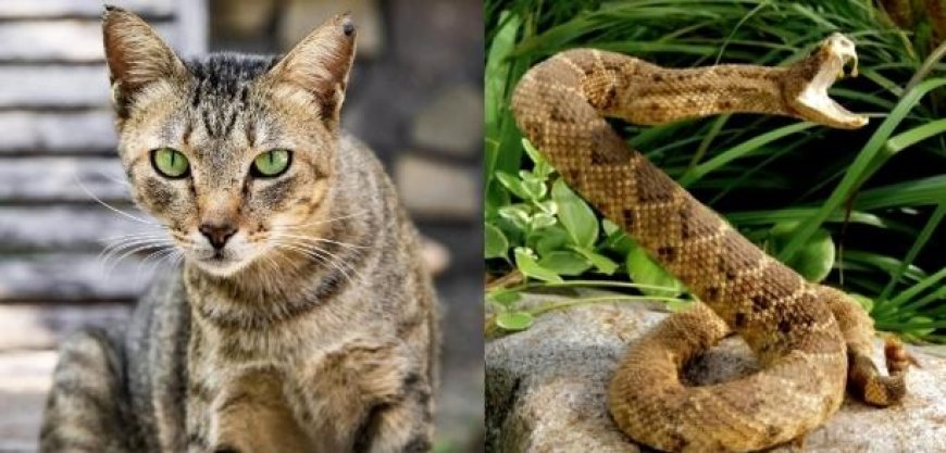 തിരിയാന്‍ അണലിയെ സമ്മതിക്കാതെ തള്ളപ്പൂച്ച, കൂടെ രണ്ട് പൂച്ച കുഞ്ഞുങ്ങളും, പിടികൂടിയത് എട്ട് അണലികളെ