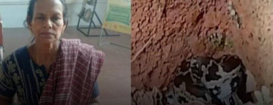 കോഴിക്കോട്ട് തൊഴിലുറപ്പ് ജോലിക്കിടെ മണ്ണിളക്കിയപ്പോൾ കണ്ട കാഴ്ചയിൽ ഭയന്ന് വയോധിക, ഓടുന്നതിനിടെ വീണ് പരിക്കേറ്റു, പെരുമ്പാമ്പിനെ പടികൂടി