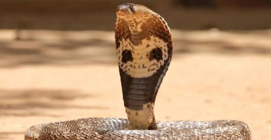 പുലര്‍ച്ചെ മൂത്രമൊഴിക്കാന്‍ എഴുന്നേറ്റപ്പോള്‍ കട്ടിലിനടിയില്‍ മൂര്‍ഖന്‍; 12കാരന്‍ രക്ഷപ്പെട്ടത് അത്ഭുതകരമായി