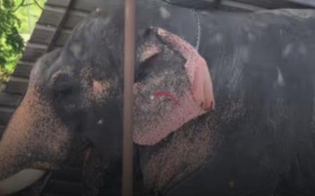 കൂടൽമാണിക്യം ക്ഷേത്രത്തിൽ ഉത്സവത്തിനെത്തിച്ച ആന ഇടഞ്ഞു; രണ്ടാം പാപ്പാനെ ചവിട്ടിക്കൊന്നു, ഒന്നാം പാപ്പാന് ​ഗുരുതര പരിക്ക്