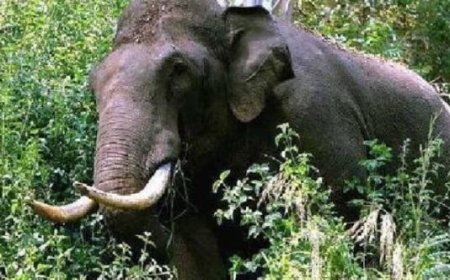 മലയാറ്റൂരിൽ കാട്ടാന ആക്രമണത്തിൽ ആദിവാസിക്ക് ദാരുണാന്ത്യം