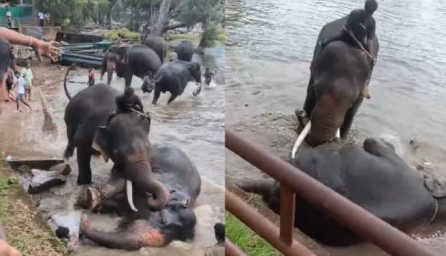 കുടകിൽ കുളിയ്ക്കുന്നതിനിടെ ആനകളുടെ ഏറ്റുമുട്ടൽ; ഇടയിലേക്ക് വീണ വിനോദസഞ്ചാരിയായ യുവതി ചവിട്ടേറ്റ് മരിച്ചു