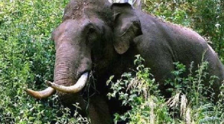 മലയാറ്റൂരിൽ കാട്ടാന ആക്രമണത്തിൽ ആദിവാസിക്ക് ദാരുണാന്ത്യം