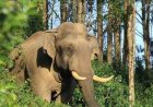 മൂന്നാറിൽ വീണ്ടും പടയപ്പയുടെ പരാക്രമം; കാർ ചവിട്ടി തകർത്തു