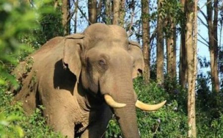 മൂന്നാറിൽ വീണ്ടും പടയപ്പയുടെ പരാക്രമം; കാർ ചവിട്ടി തകർത്തു