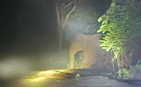 തൃശൂരിൽ ജനവാസ മേഖലയിലേക്ക് കാട്ടാന! നാട്ടുകാർ ഭീതിയിൽ