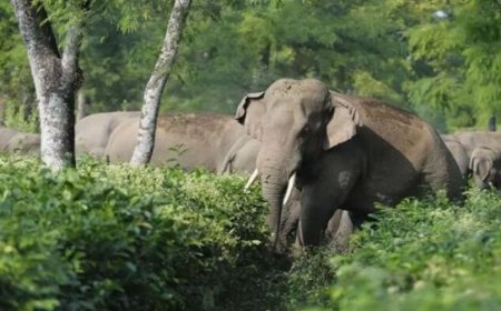 കാട്ടാനപ്പേടി ഒഴിയാതെ വയനാട്; ഫെൻസിങ് സംവിധാനങ്ങളും തകർന്നു, ഭീതിയിൽ ജനങ്ങൾ