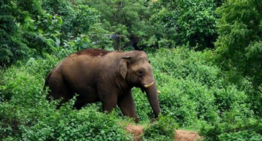 കാട്ടാന എവിടെ ? അതിരപ്പിള്ളിയിൽ ആനയെ കണ്ടെത്താനുള്ള ദൗത്യം ആരംഭിച്ച് വനം വകുപ്പ്