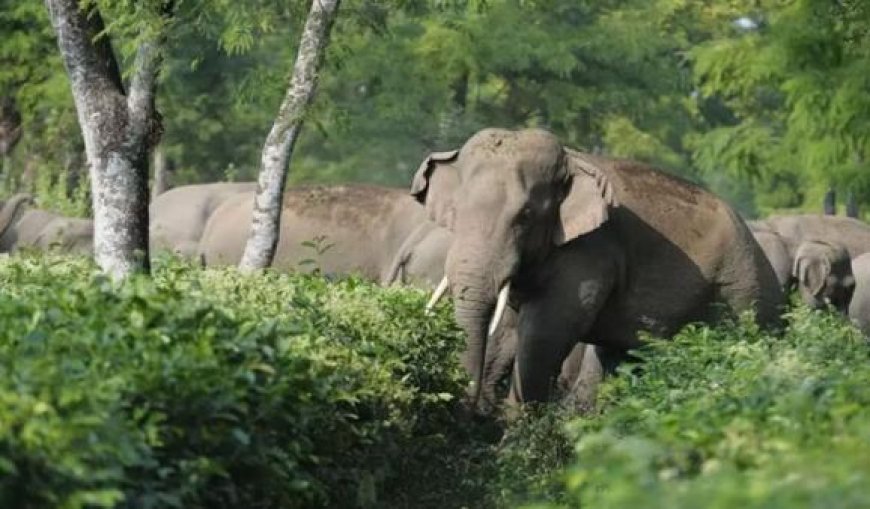 കാട്ടാനപ്പേടി ഒഴിയാതെ വയനാട്; ഫെൻസിങ് സംവിധാനങ്ങളും തകർന്നു, ഭീതിയിൽ ജനങ്ങൾ