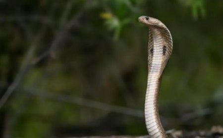 ഉ​ഗ്രവിഷമുള്ള പാമ്പുകൾ എവറസ്റ്റ് കൊടുമുടിയിലും; കേട്ടുകേൾവിയില്ലാത്ത വാർത്തയ്ക്ക് പിന്നിലെ കാരണം