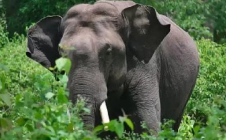 ഇടുക്കിയിൽ കാട്ടാനയെ കണ്ട് ഭയന്നോടിയ തൊഴിലാളി സ്ത്രീയ്ക്ക് പരുക്കേറ്റു